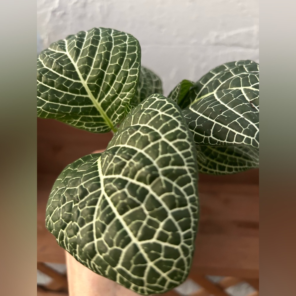 Fittonia White Veins